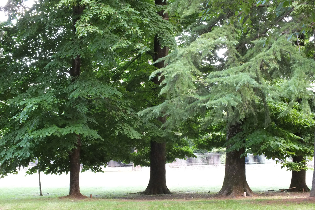 Valutazione della stabilità degli alberi (V.T.A.)