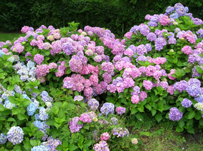 Giardino privato