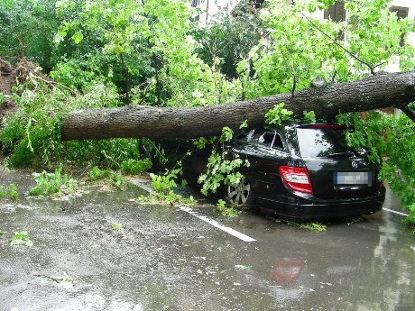 albero crollato su automobile da evitare con valutazione stabilità alberi