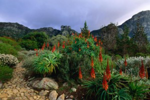 paesaggio naturale giardino roccioso con aloe arborescens