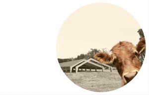 mucca con stalla sullo sfondo in fotografia bianconero