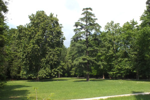 prato verde alberi sempreverdi