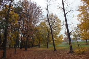 autunno alberi nel parco con foglie gialle