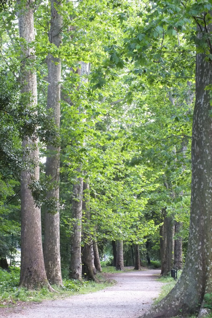 viale di platani con viale in ghiaia all'interno di parco pubblico