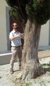 Alessandro Lutri agronomo a Siracusa misura diametro tronco cipresso per valutare stabilità albero