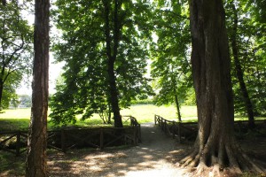 parco pubblico con alberi viale con ghiaia e prato