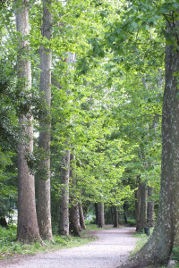 parco pubblico con platani sottoposti a valutazione stabilità