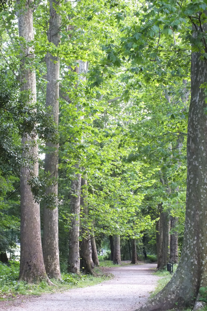 parco pubblico con platani sottoposti a valutazione stabilità