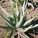 aloe