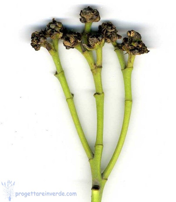 consulenza fitosanitaria Siracusa rogna oleandro su fiori infiorescenza