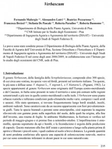 pubblicazione verbascum, dipartimento biologia piante agrarie università di Pisa, CNR Pisa, dipartimento ingegneria agraria e agronomia del territorio università degli studi di Napoli Federico II