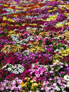 aiuola o bordura fiorita con fiori vari colori