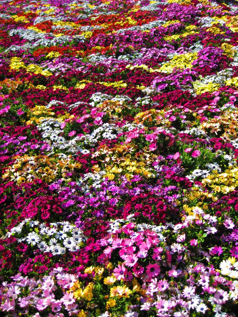 aiuola o bordura fiorita con fiori vari colori