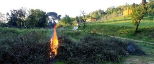 bruciatura dei residui di potatura in campagna