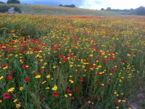 paesaggio fiorito con erbe spontanee