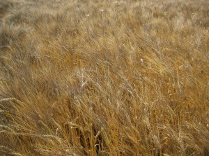 frumento grano duro maturo spiga prima della raccolta