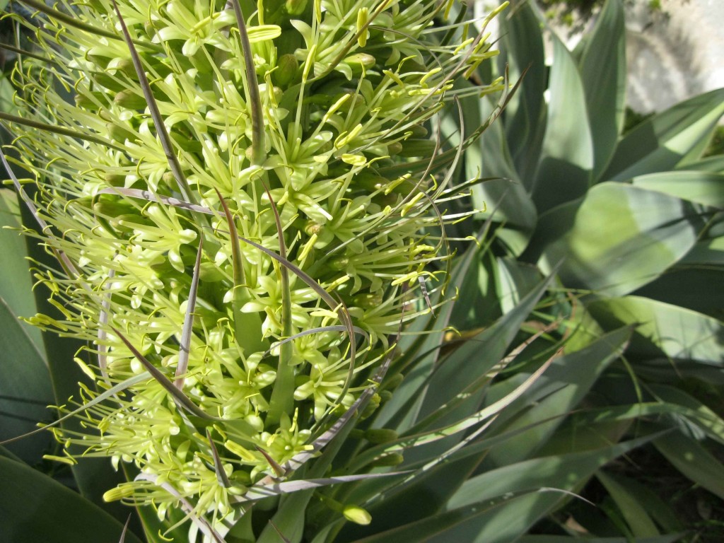 infiorescenza di Agave attenuata all'interno di parco privato
