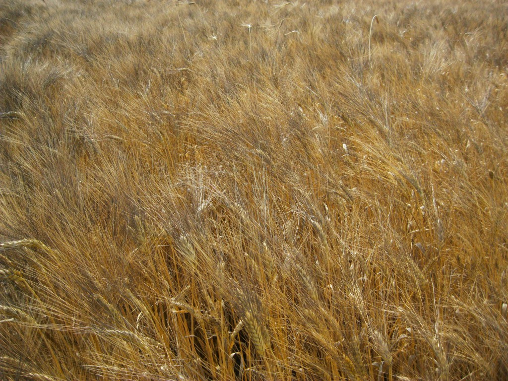 spighe di grano duro prima della raccolta