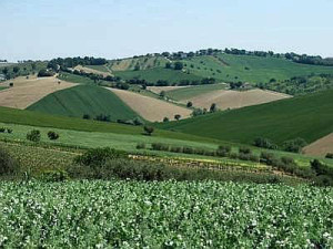 paesaggio coltivato alberi fieno