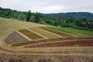 terreno agricolo ortaggi e frutta