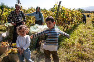 bambini vigneto agricoltura sociale