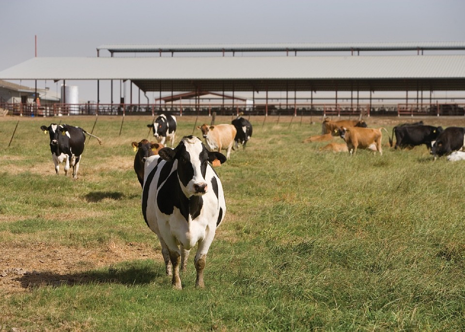 Bando Sostegno agli investimenti nelle aziende agricole