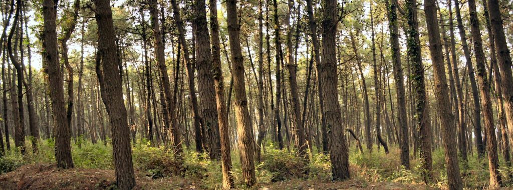 bosco pini rimboschimento