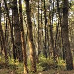 bosco pini rimboschimento