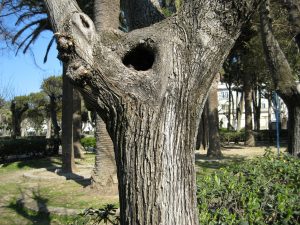 albero parco tiglio