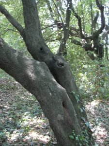 albero leccio buco cerambice