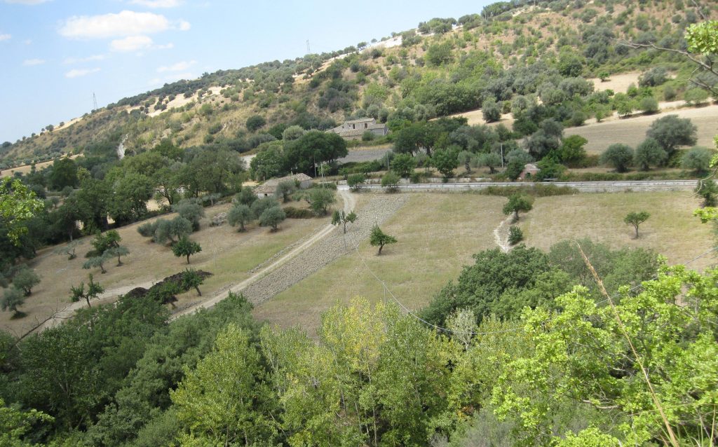 terreno alberi campagna