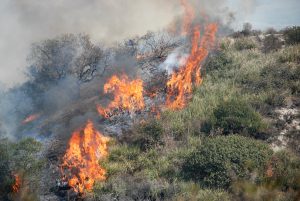 fuoco incendio vegetazione collina