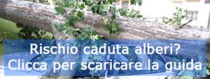 albero caduto automobile distrutta