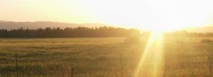 campo grano tramonto