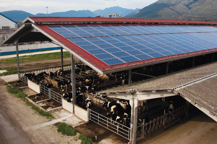 pannelli fotovoltaici vacche stalla azienda zootecnica