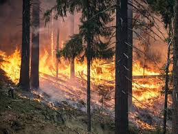 fuoco fiamme bosco