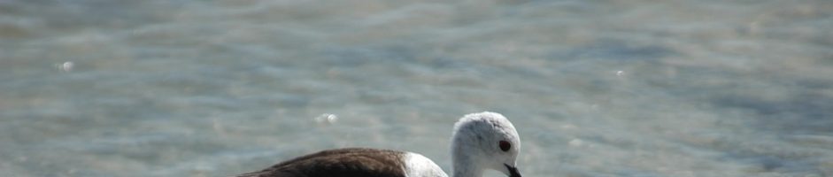 INVESTIMENTI NON PRODUTTIVI IN AZIENDE AGRICOLE PER LA CONSERVAZIONE DELLA BIODIVERSITÀ, LA VALORIZZAZIONE DEL TERRITORIO E PER LA PUBBLICA UTILITÀ