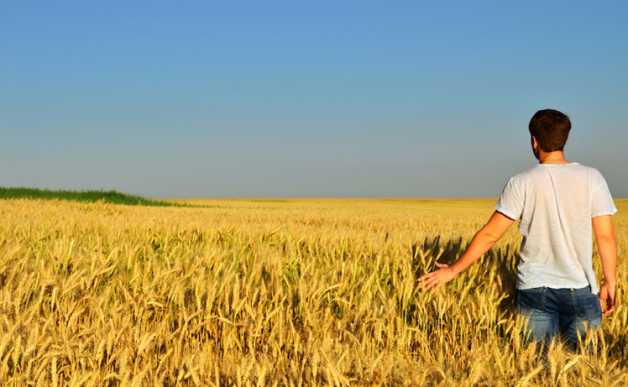INSEDIAMENTO DI GIOVANI IN AGRICOLTURA BANDO ISMEA