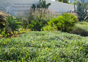 piante fico d'india agave lavanda palma nana