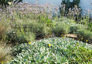 lavanda fiori gialli muro aiuola