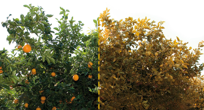 alberi agrumi arance malati citrus tristeza virus CTV
