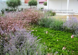 aiuole fiori colorati casa