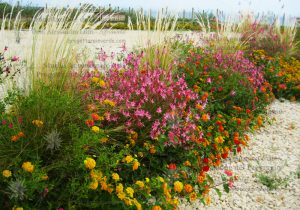 piante erbacee fiori colorati parcheggio