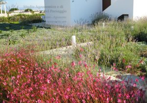 vialetto casa giardino fiori rosa lavanda