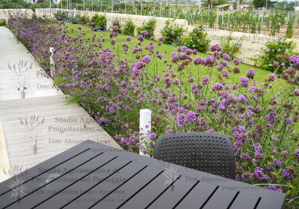 tavolo sedie giardino gelsomino blu piante fiore viola