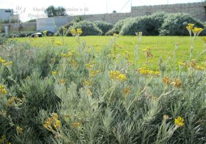 fiori gialli prato muro a secco siciliano piante officinali