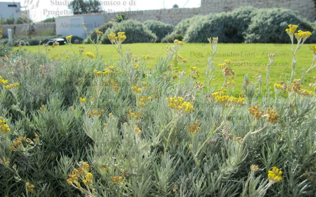 fiori gialli prato muro a secco siciliano piante officinali