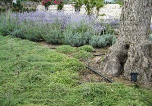 albero ulivo lavanda timo