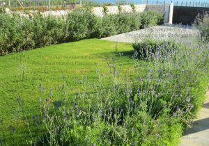 lavanda gelsomino prato parcheggio