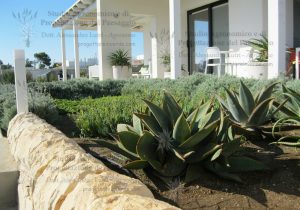 aloe piante aromatiche giardino pietre casa